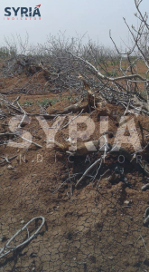 Images documenting the repercussions of felling and bulldozing pistachio trees in the village of Kaljabrin, "Syria Indicator."